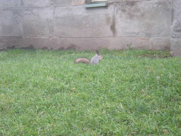 Асель Хорошаш