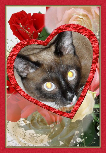 Лиза Петрожицкая