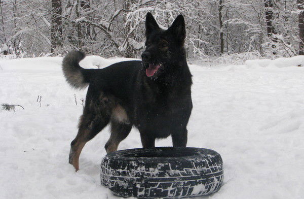 Татьяна Безбородько