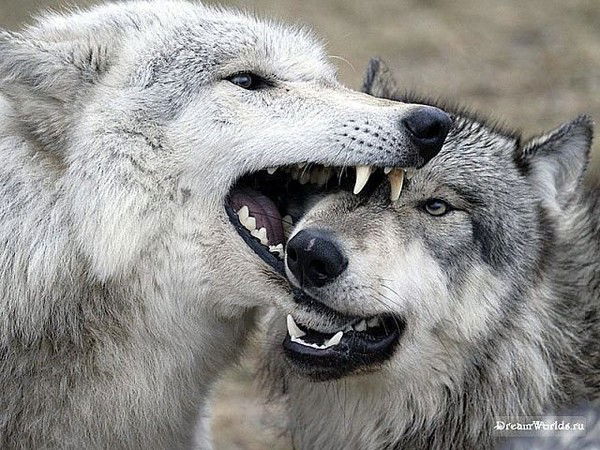 Владимир Остапенко