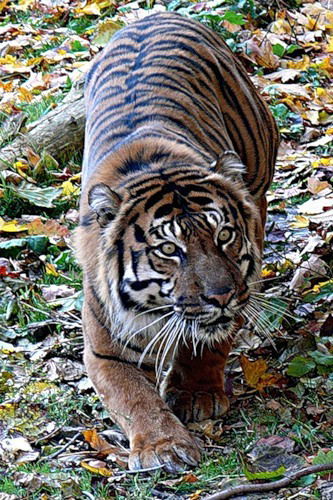 Лилия Астапенко