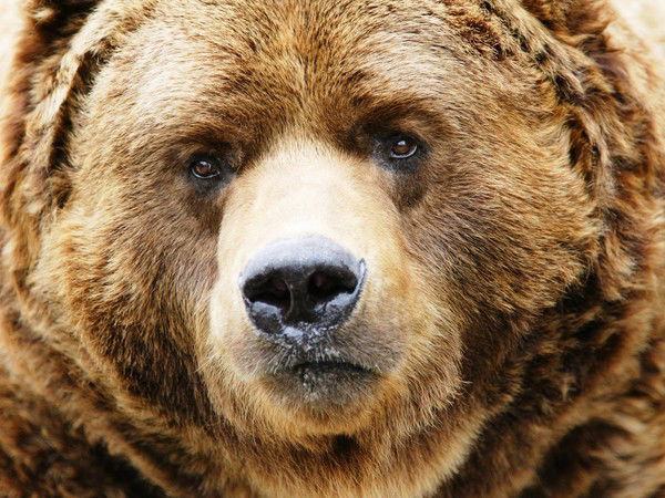 Виталя Медведев