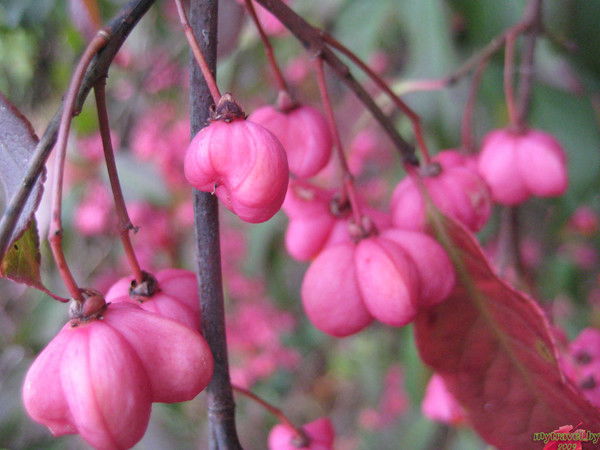 Лёля Иванова