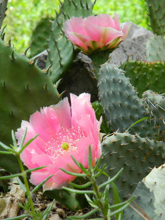 ***свет-Лана***