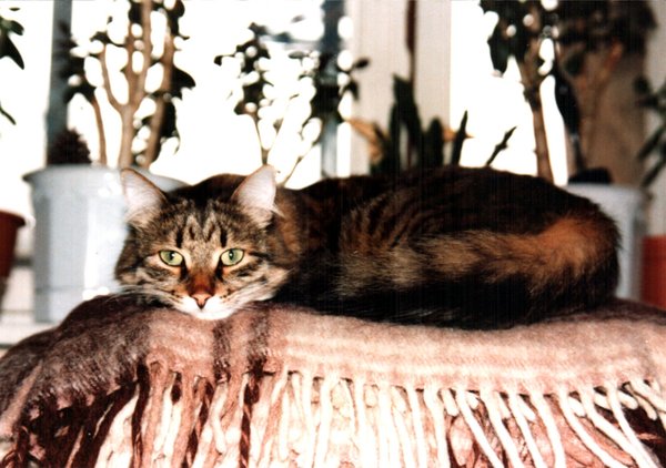 Валентина Ив