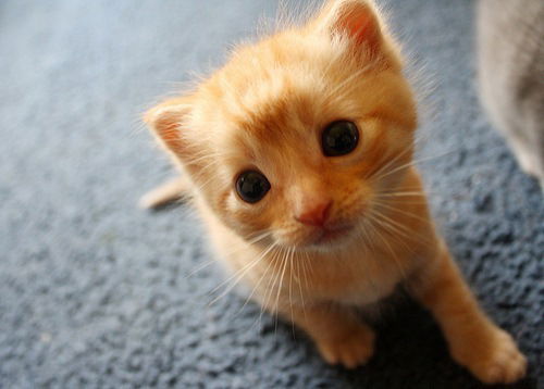 Василий Симонов