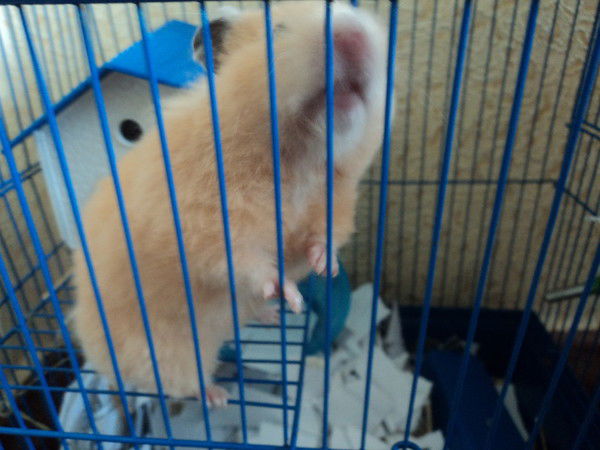 Елена Шкарупа