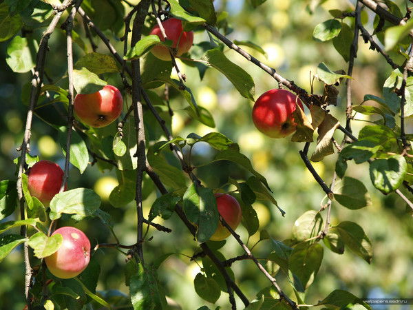 Наталья Ахмадеева