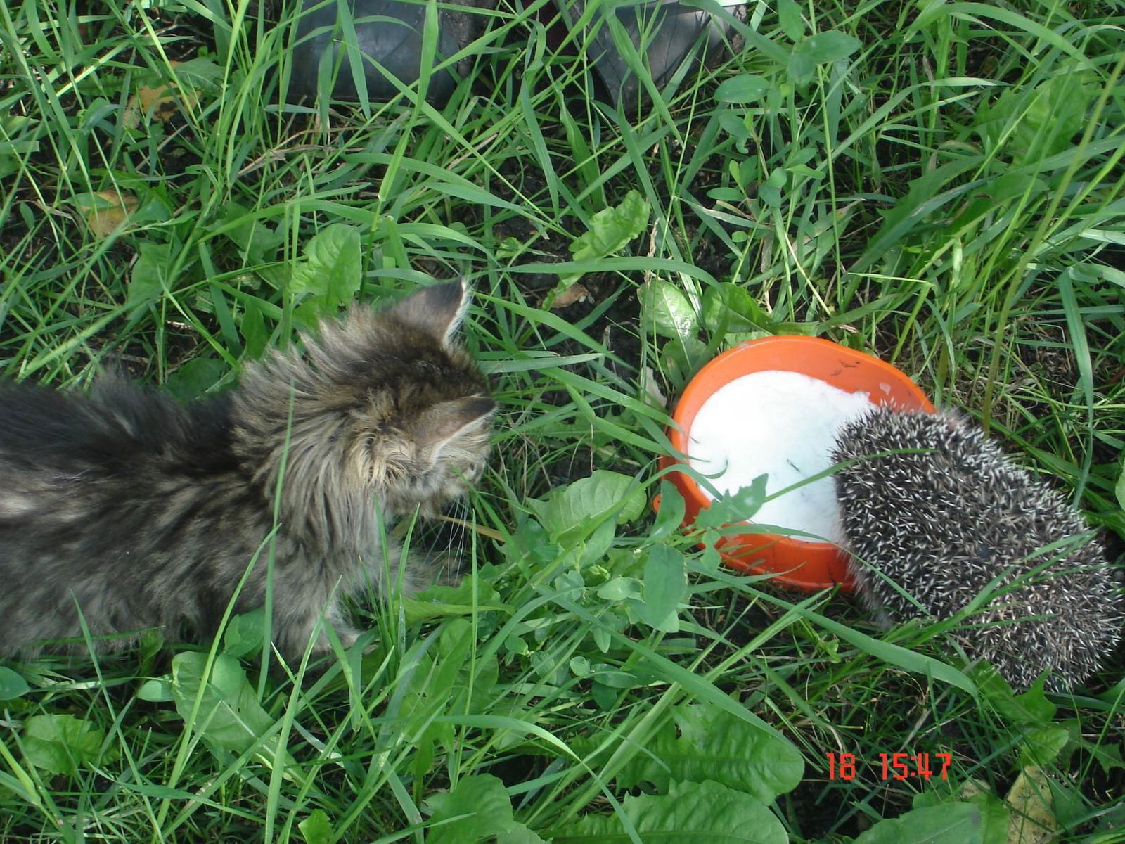 Наташа Иванова