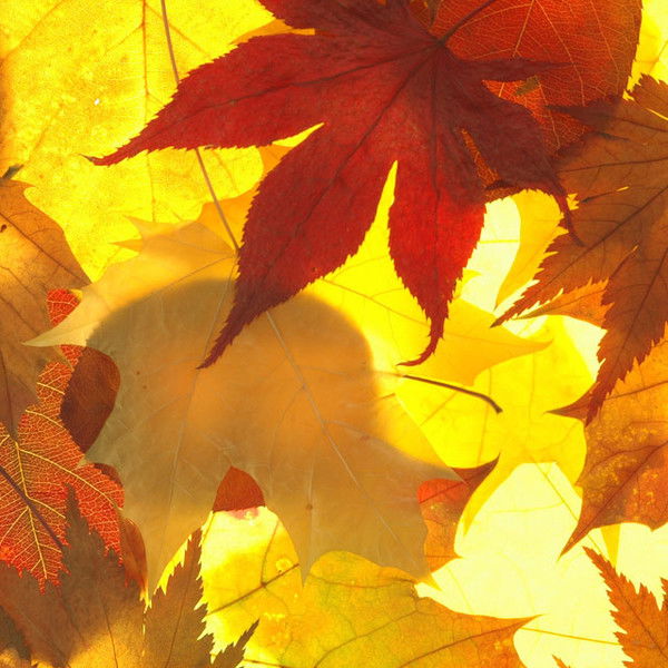 Елена Чеснокова