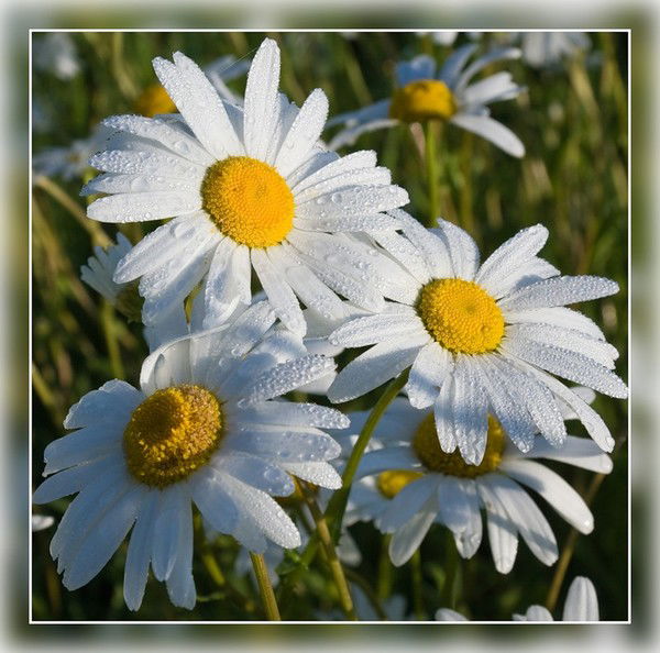 Светлана Жукова