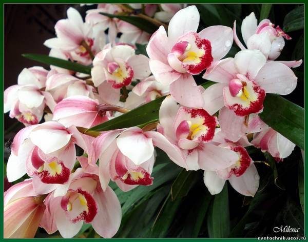 Лариса Иванова