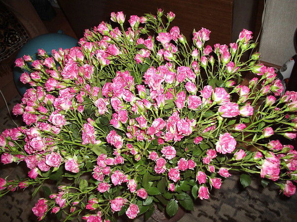 Галина Шерстобитова