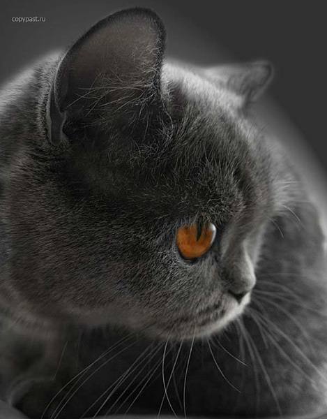 Ирина Карпенко