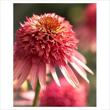 Инна Сорокина