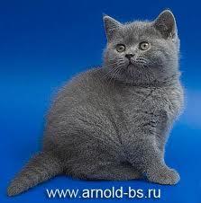 Ира Козловских