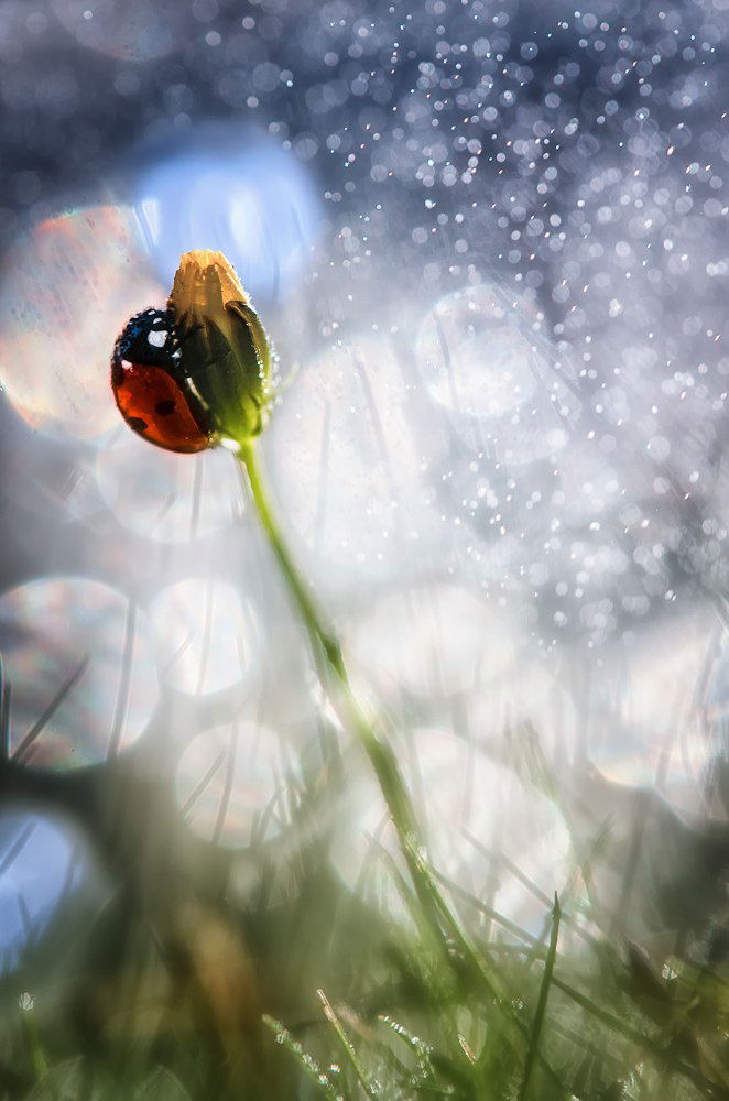 Ахмерова Гульнара