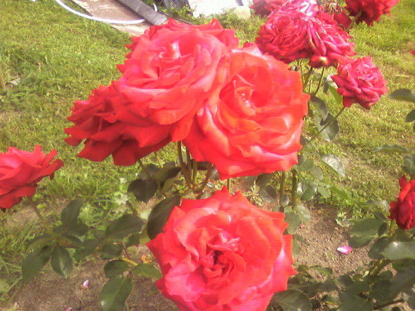 Андрей Кудрявцев