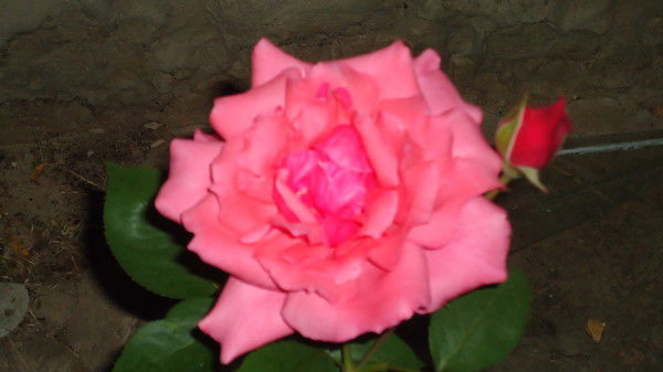 Светулик Дегтярёва