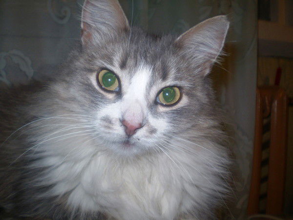 Andry Sharafoutdinoff