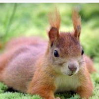 Ариана Нуруллаева