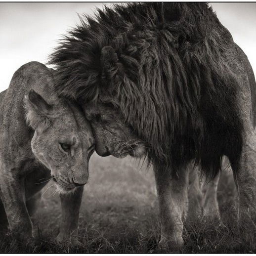 Елена Еленга