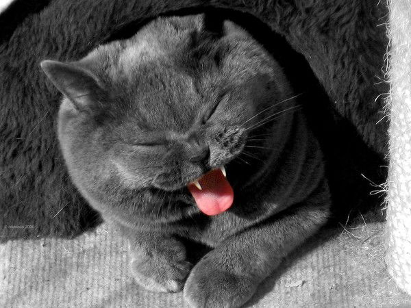 Игорь Кузнецов