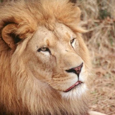 Максим Шульга