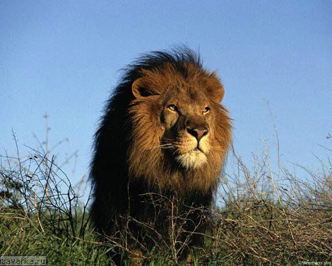 Александр Могильников