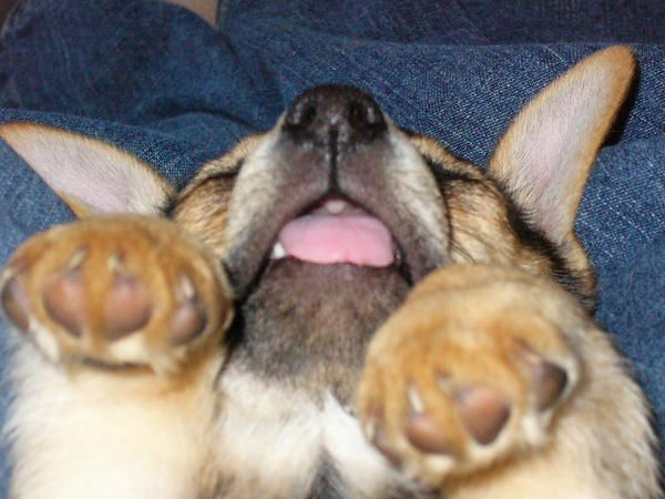 Рушана Янова