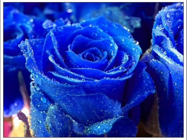 Вера Ефремова