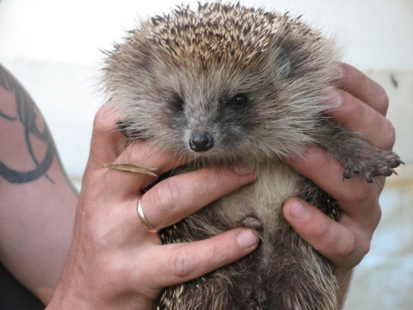 Александр Буев