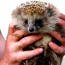 Александр Буев