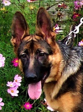 Елена Цокол