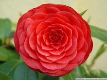 Анастасия Тырина