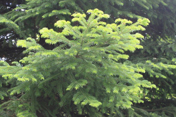 Андрей Кмициц