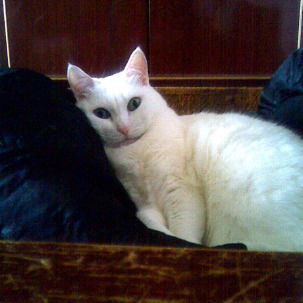 Лидия Соколова