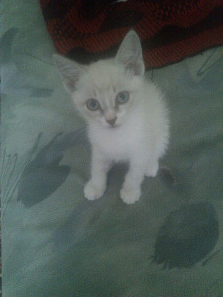 Виктория Волкова