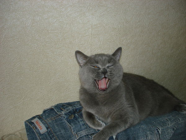 Ирина Прокофьева