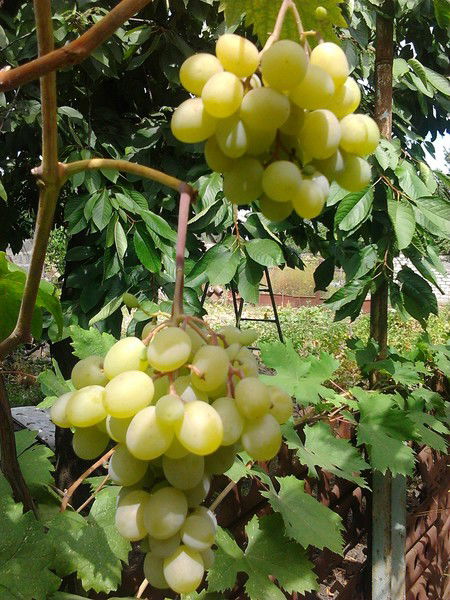 Галина Гонтарь