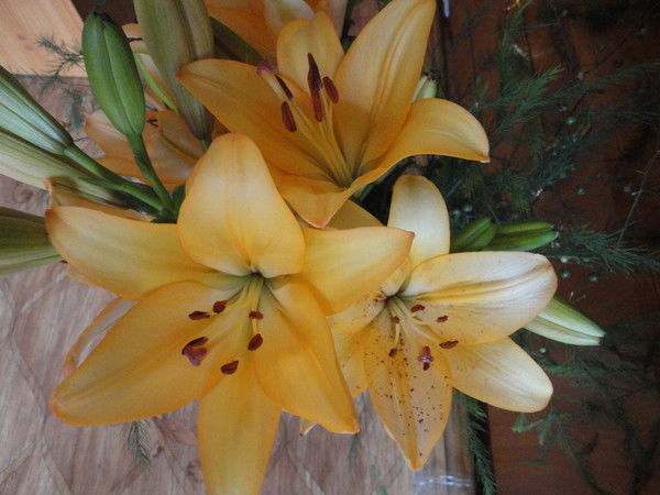 Эльвира Юлбердина