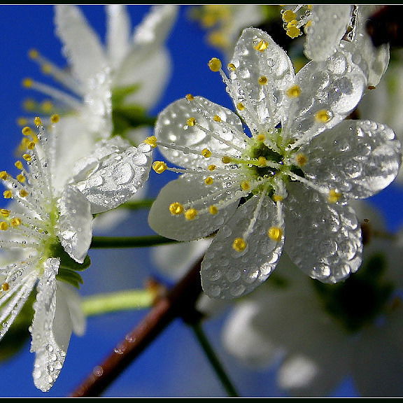 Надежда Гуркова