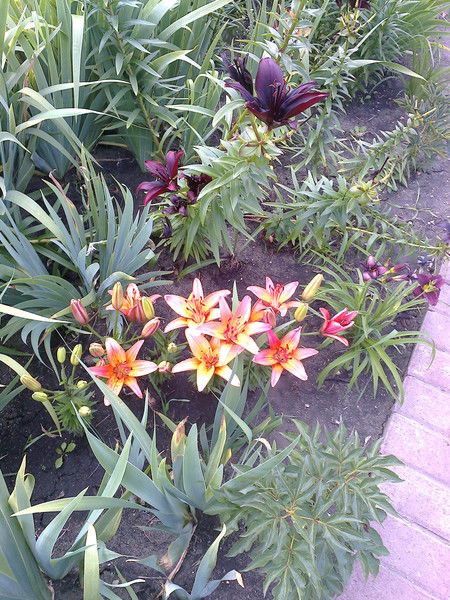 Татьяна Данич