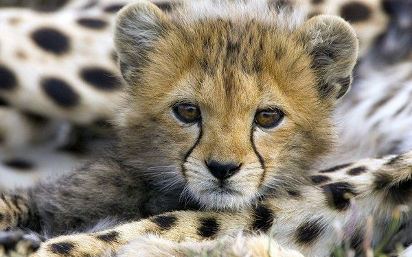 Константин Добряков