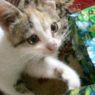 Виктор Дулов