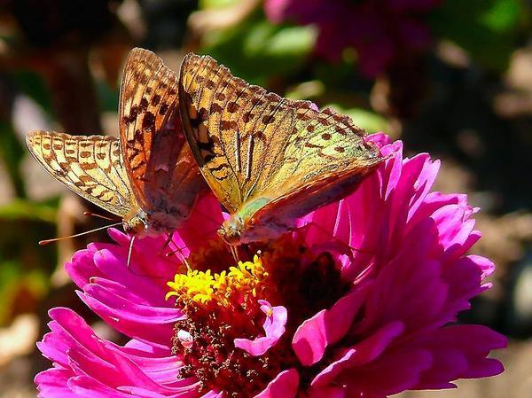 Ирина Бакулина