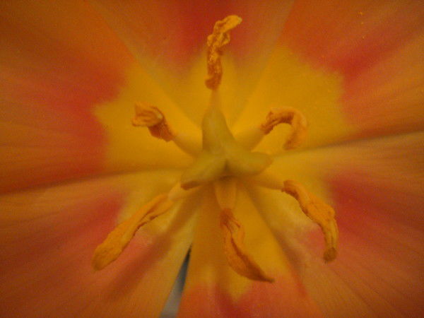 Мимоза Мимоза