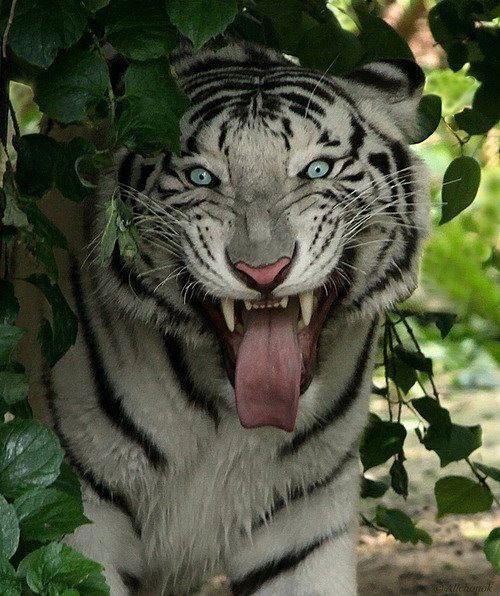 Александр Орехов