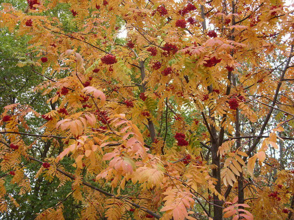 Роза Кадулина