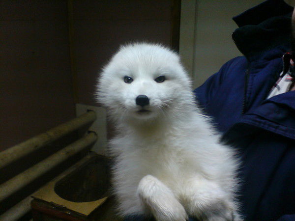 Мансур Гальфауров